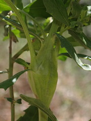 Gnorimoschema baccharisella