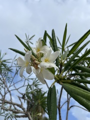 Plumeria alba