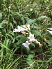 Penstemon alluviorum