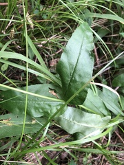 Penstemon alluviorum