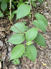 Heliotropium verdcourtii