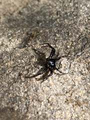 Bassaniana utahensis