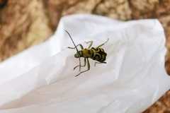 Chlorophorus signaticollis