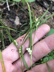 Carex bulbostylis