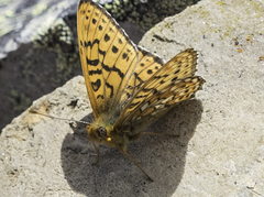 Boloria astarte