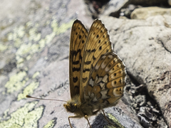 Boloria astarte