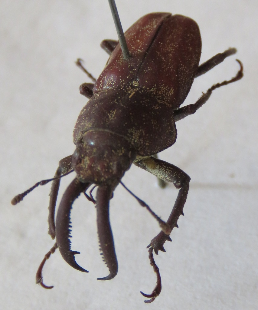 Casignetus spixi
