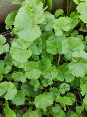 Malva pusilla