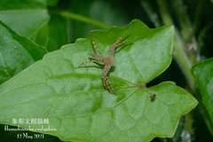 Hamadruas hieroglyphica