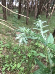 Lithospermum bejariense