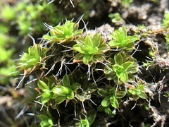 Syntrichia princeps