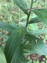 Lithospermum bejariense