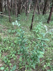 Lithospermum bejariense