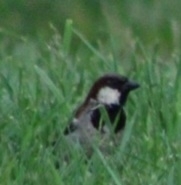 Passer domesticus