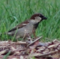 Passer domesticus