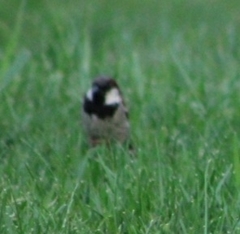 Passer domesticus
