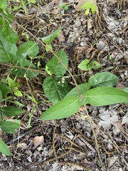 Thyrsanthella difformis