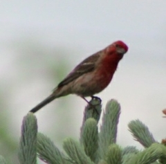 Haemorhous mexicanus