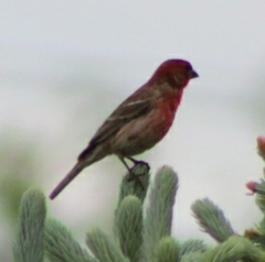 Haemorhous mexicanus