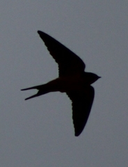 Hirundo rustica
