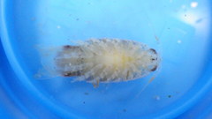 Cymothooidea