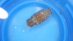 Cymothooidea