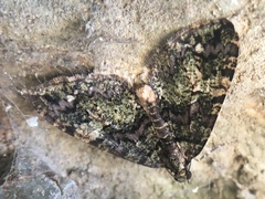 Hydriomena albifasciata