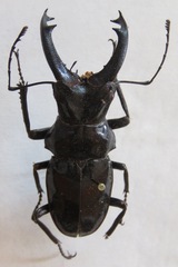 Cantharolethrus elongatus