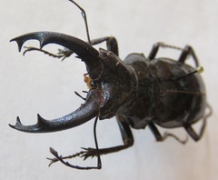 Cantharolethrus elongatus