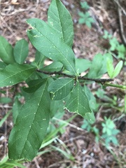 Sideroxylon lycioides
