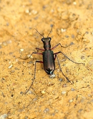 Heptodonta posticalis