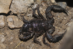 Opisthacanthus