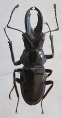 Cantharolethrus elongatus