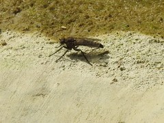 Lasiopogon