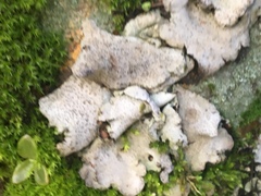 Dermatocarpon miniatum