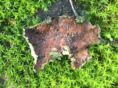 Dermatocarpon miniatum