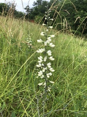 Baptisia alba macrophylla