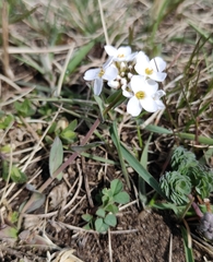 Noccaea cochleariformis