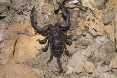 Opisthacanthus