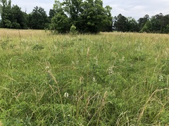 Baptisia alba macrophylla
