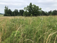 Baptisia alba macrophylla