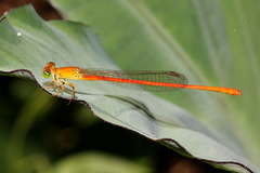 Ceriagrion