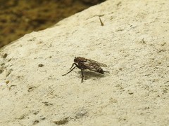 Lasiopogon