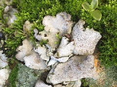 Dermatocarpon miniatum