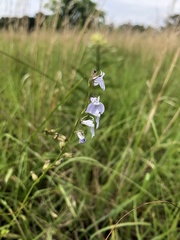 Lobelia appendiculata