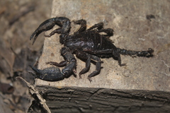 Opisthacanthus