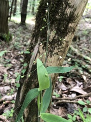 Dichanthelium ravenelii