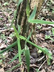 Dichanthelium ravenelii