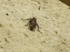 Lasiopogon