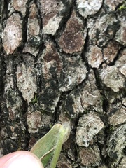 Dichanthelium ravenelii